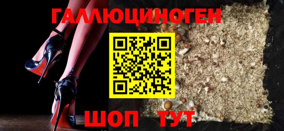 Псилоцибиновые грибы Psilocybe Гусиноозёрск